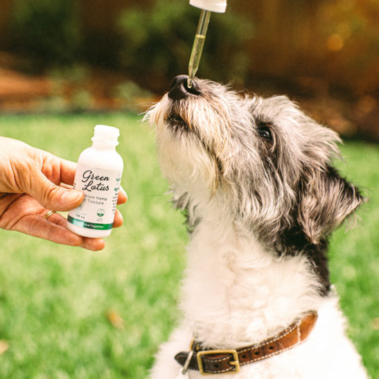 cbd for dogs and cats