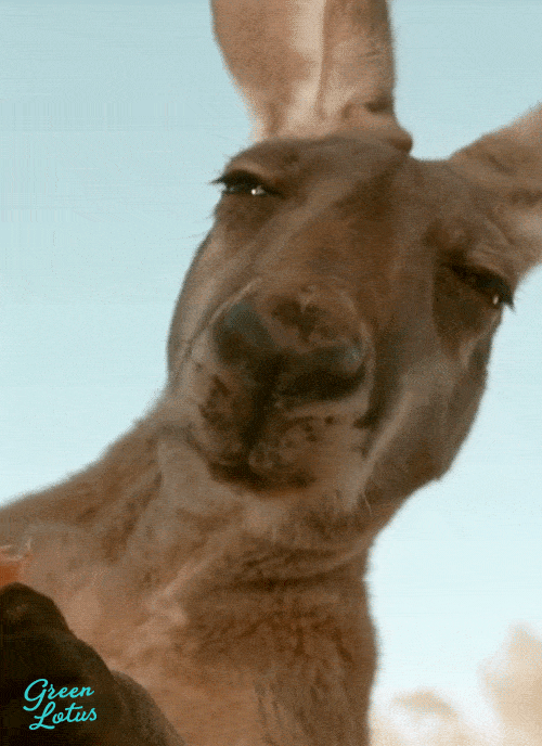 Green Lotus Funny Kangaroo Gif