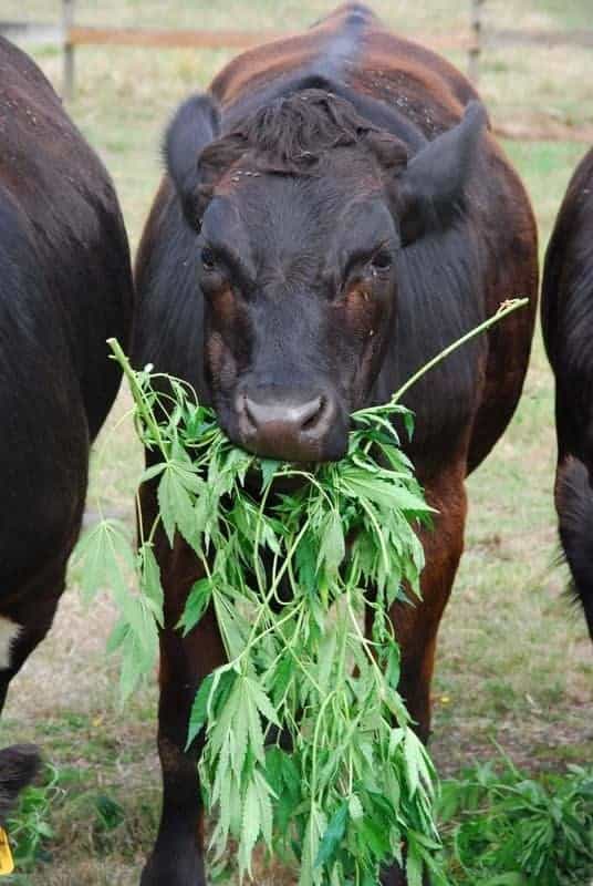 Cow Eating Hemp