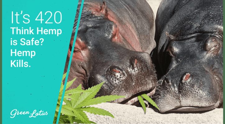 It's 420: Think Hemp Is Safe? Hemp Kills