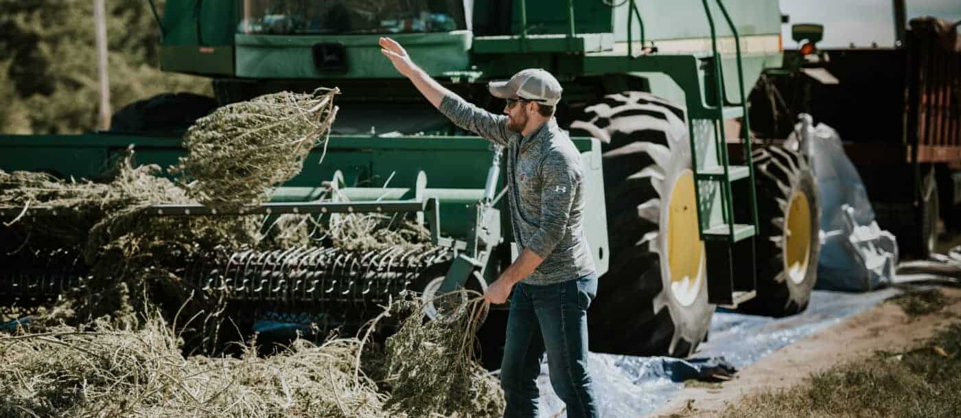 Green Lotus On the Farm Image