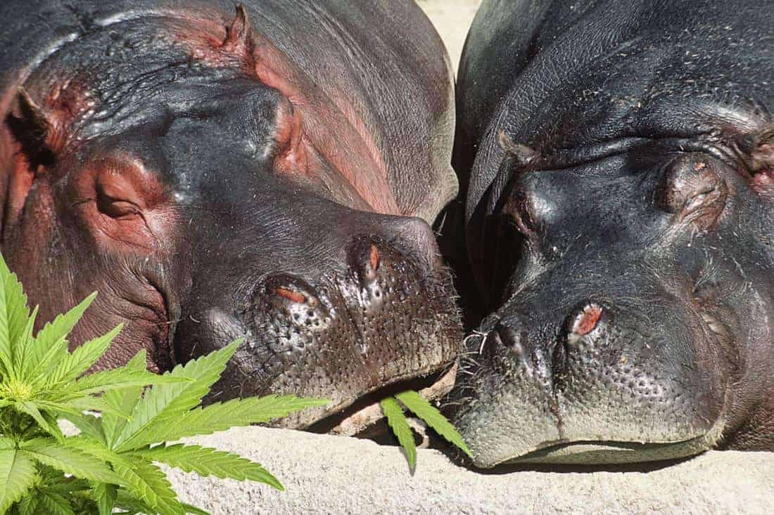 Sleeping Hippos hemp