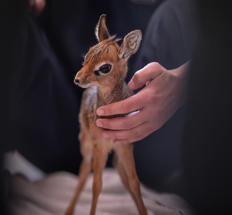 Baby Dik Dik