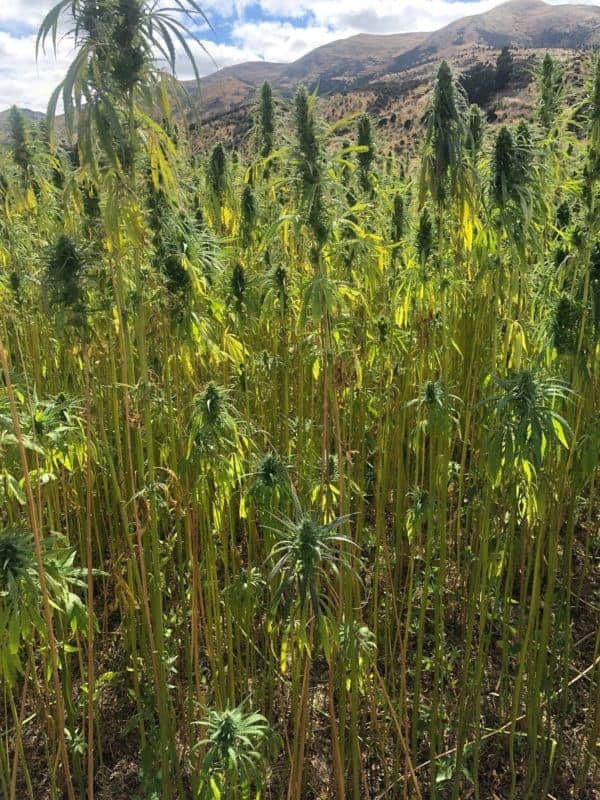 Green Lotus Hemp Jungmaven Cannabis