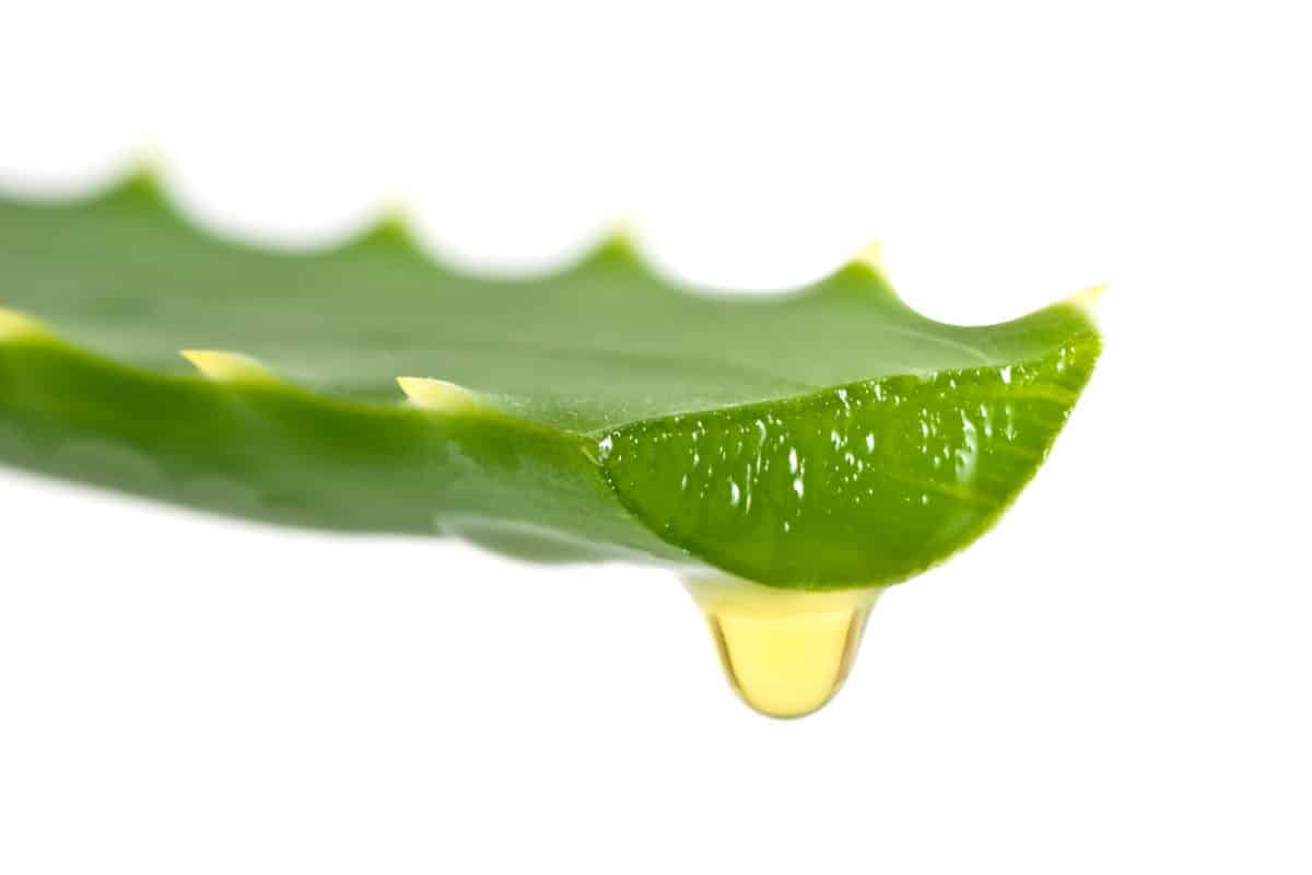 green lotus hemp aloe salve cbd