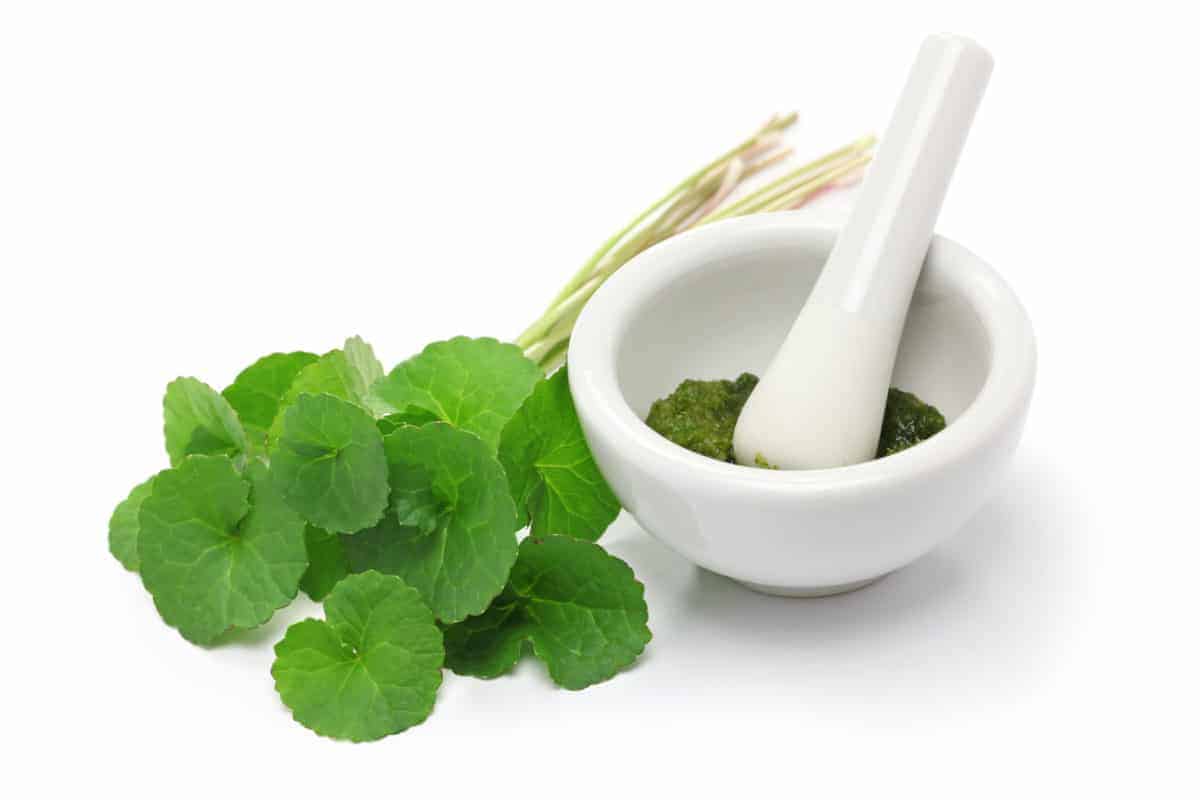 gotu kola, asiatic pennywort, centella asiatica, green lotus hemp cbd