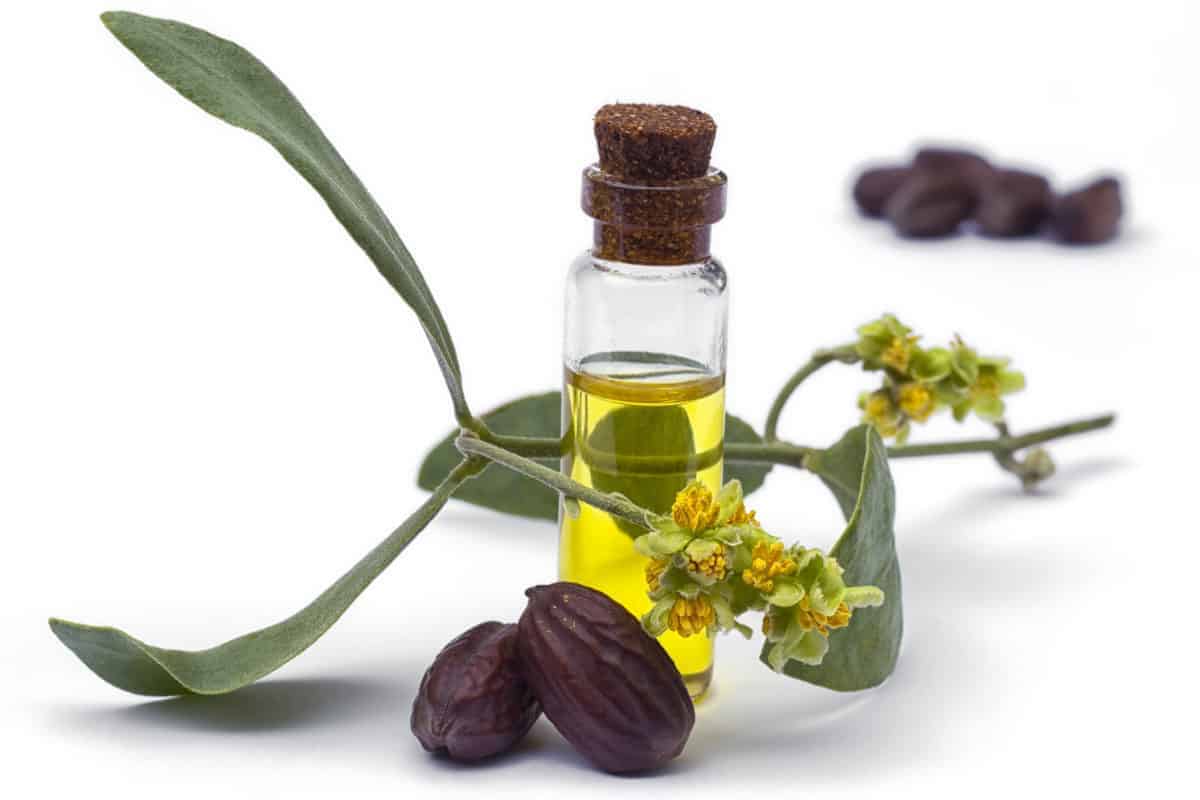 Jojoba oil, leaves, flower and seeds, green lotus hemp, cbd, salve