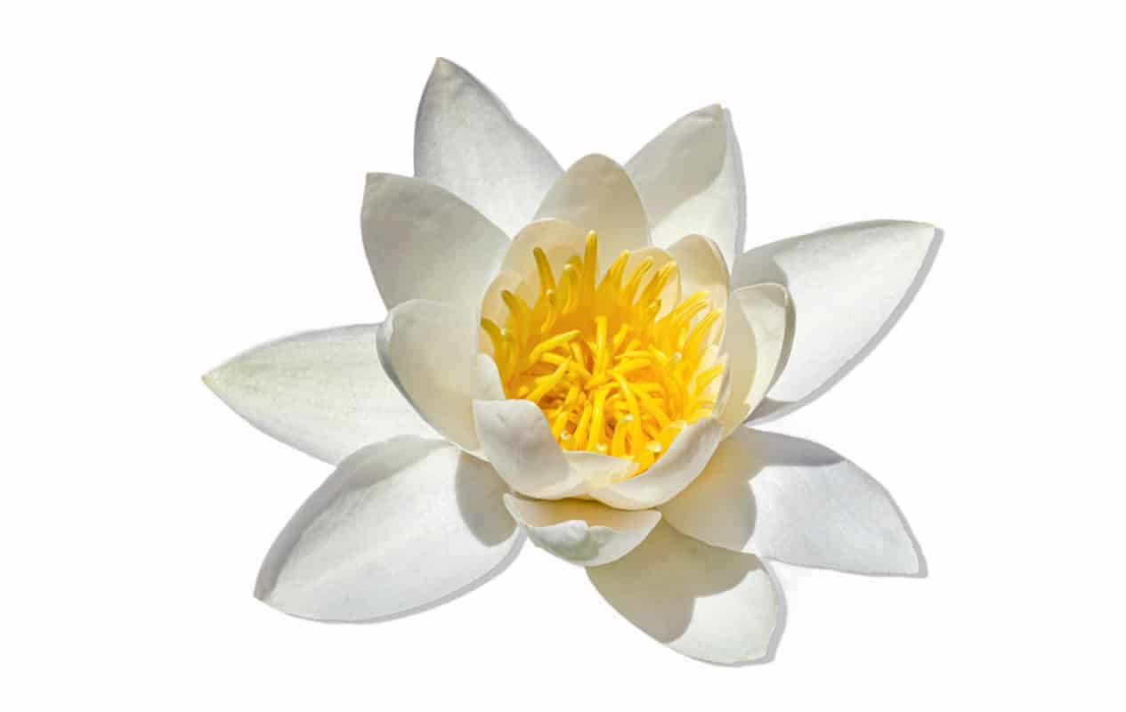 White Waterlily, Water Rose or Nenuphar, Nymphaea alba, flower, green lotus hemp, cbd, salve