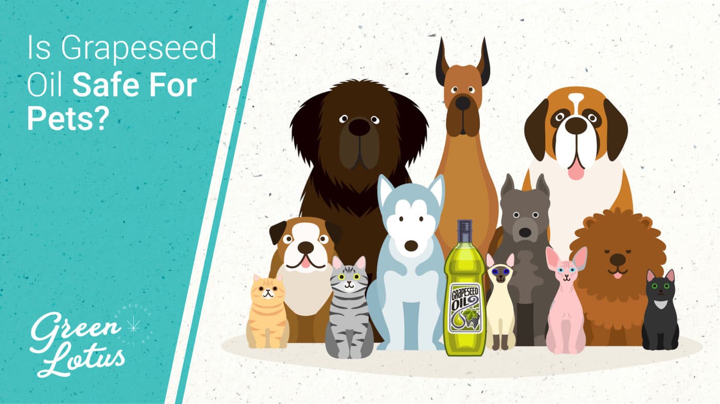 Green Lotus Hemp Blog Is Grapeseed Oil Safe Pets