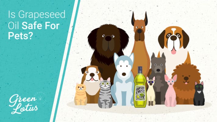 Green Lotus Hemp Blog Is Grapeseed Oil Safe Pets