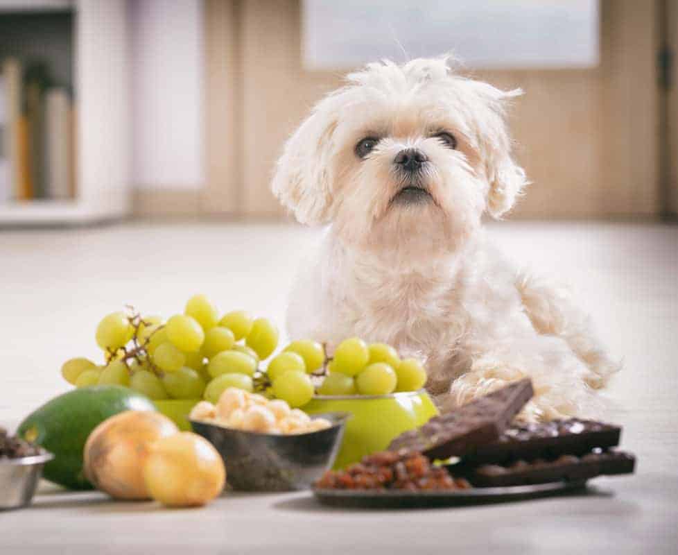 Green Lotus Hemp Blog Grapes Toxic to Pets