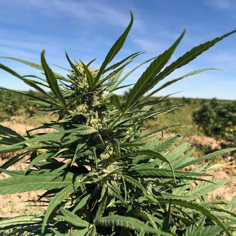 CBD hemp farm