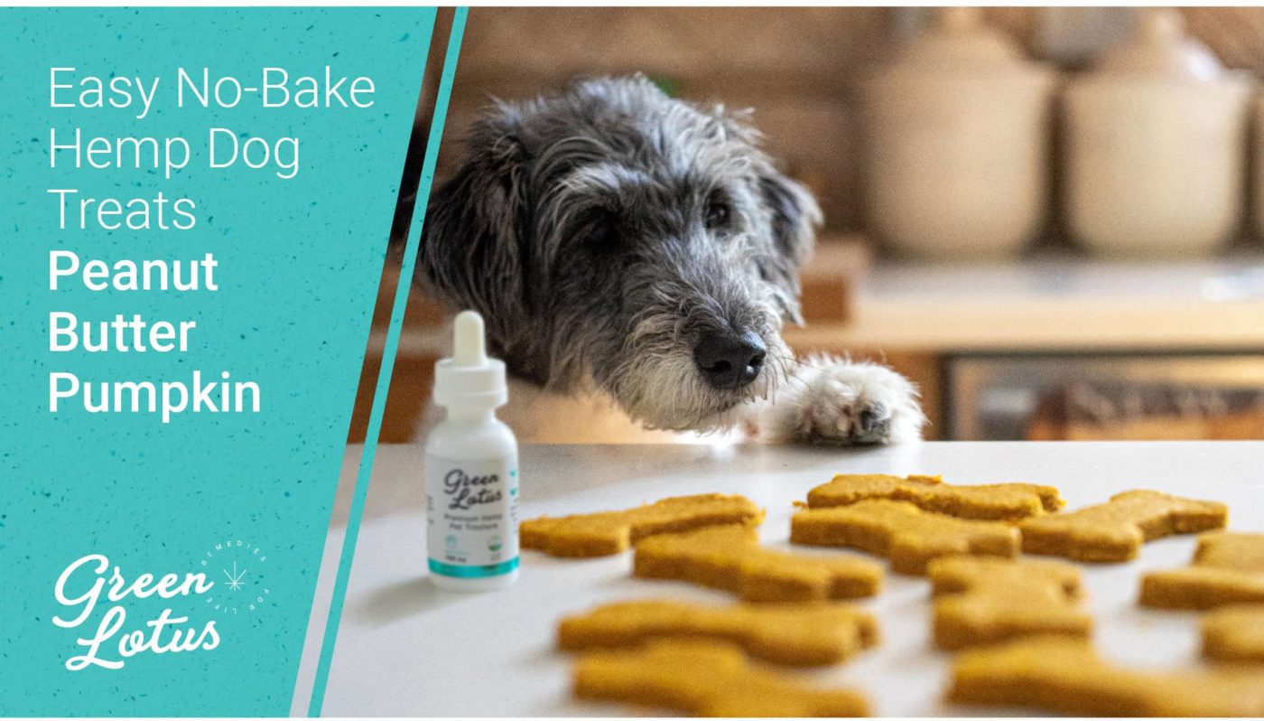 CBD Dog Treat Recipe