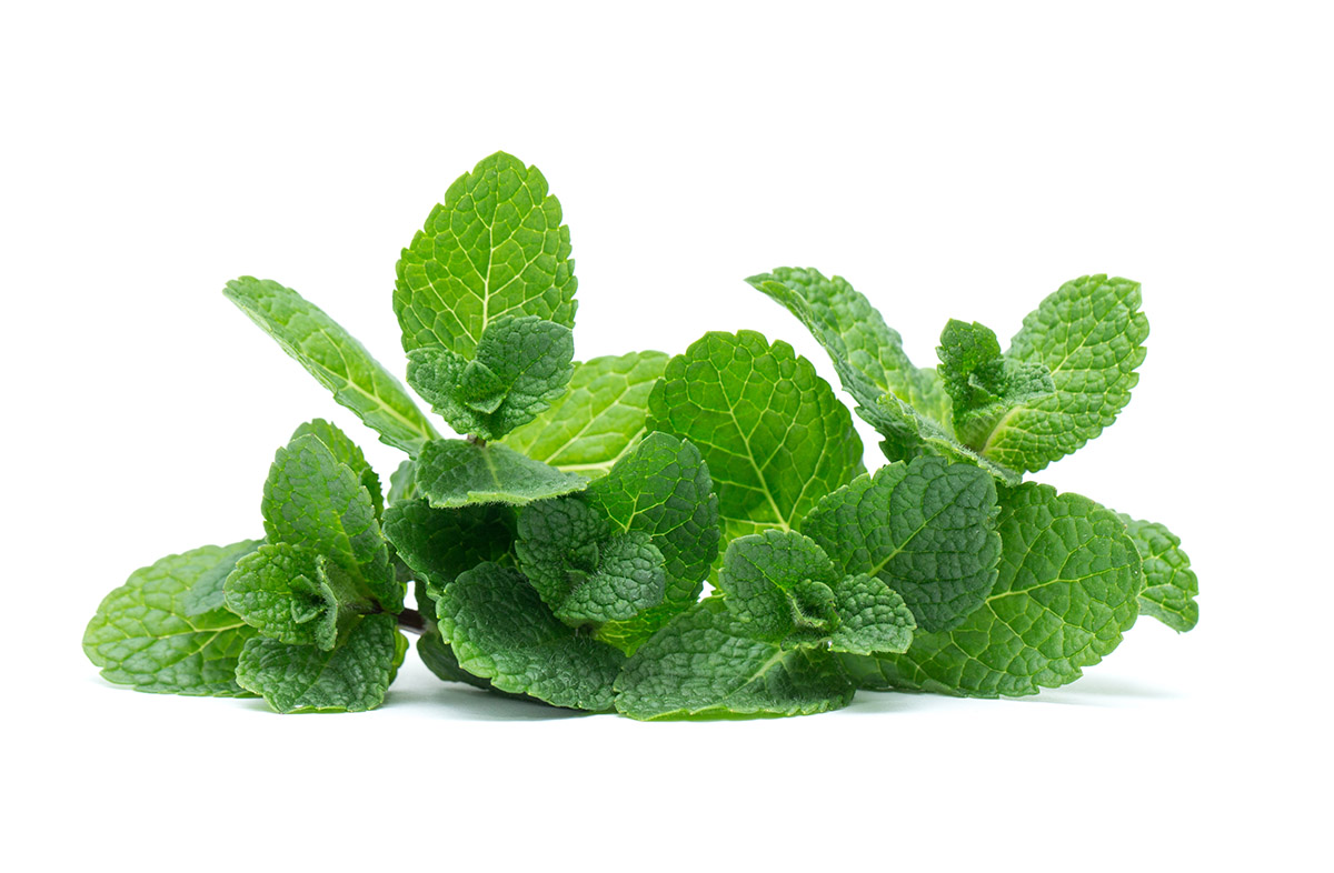 mint leaves